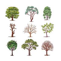 Set of deciduous trees. color illustration vector