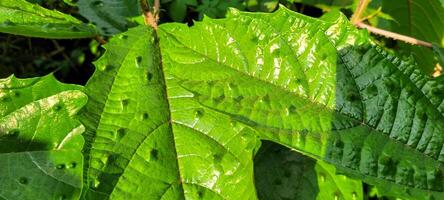 tropical green foliage with abstract lines photo