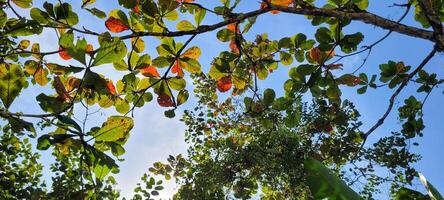 tree leaves on the beach photo