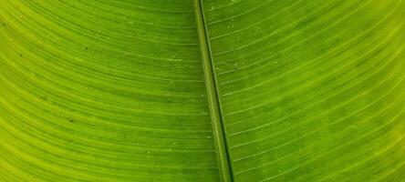 tropical green foliage with abstract lines photo