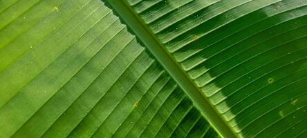 tropical green foliage with abstract lines photo