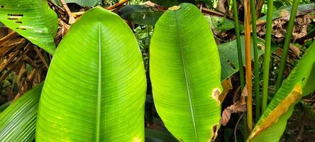 tropical green foliage with abstract lines photo