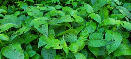 tropical green foliage with abstract lines photo