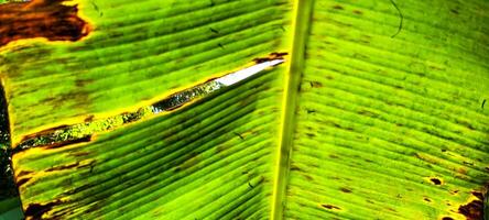 tropical green foliage with abstract lines photo