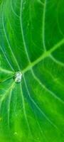 tropical green foliage with abstract lines photo