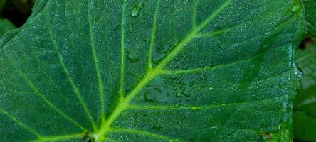 tropical green foliage with abstract lines photo