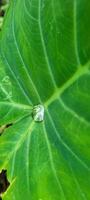 tropical green foliage with abstract lines photo