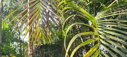 green palm foliage amidst nature on the beach photo