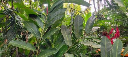 tropical green foliage with abstract lines photo