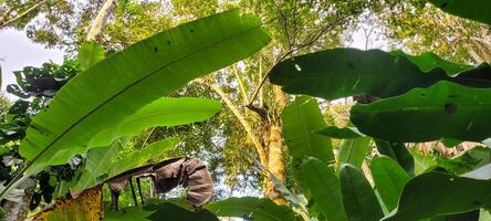 bottom-up view of nature observing the leaves of the trees photo