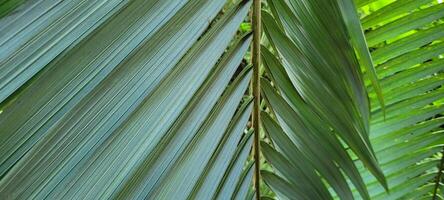 green palm leaves on the coast of Brazil photo