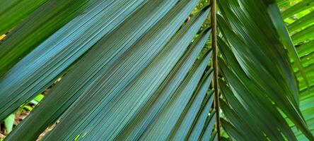 green palm leaves on the coast of Brazil photo