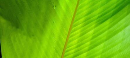 tropical green foliage with abstract lines photo