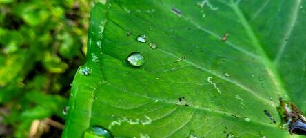 tropical green foliage with abstract lines photo
