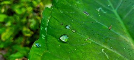 tropical green foliage with abstract lines photo