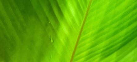 tropical green foliage with abstract lines photo