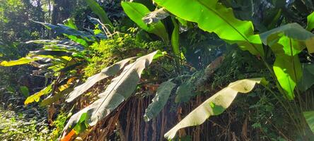 tropical green foliage with abstract lines photo