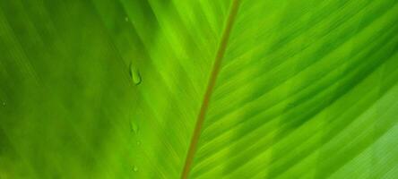 tropical green foliage with abstract lines photo