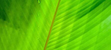tropical green foliage with abstract lines photo