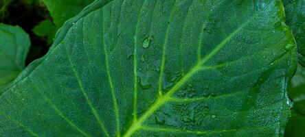 tropical green foliage with abstract lines photo