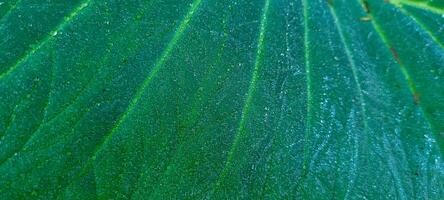 tropical green foliage with abstract lines photo