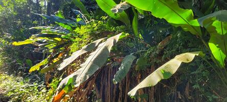 tropical green foliage with abstract lines photo