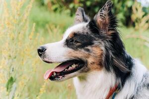 A dog of the Australian Shepherd breed with brown eyes on a walk, close-up. photo