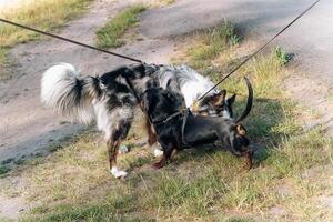 A dog of the Australian Shepherd breed plays with a dachshund. photo