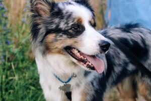 A dog of the Australian Shepherd breed with brown eyes on a walk, close-up. photo