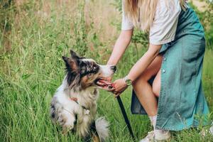 A dog of the Australian Shepherd breed with brown eyes on a walk, close-up. photo