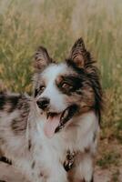 A dog of the Australian Shepherd breed with brown eyes on a walk, close-up. photo