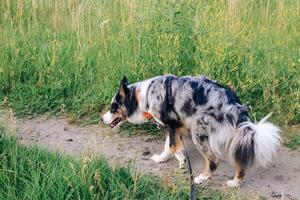 A dog of the Australian Shepherd breed with brown eyes on a walk, close-up. photo