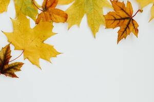 Autumn layout, leaves on a white wooden background, place for text photo