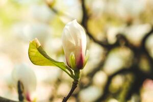 White magnolia flower close-up in botanical garden photo