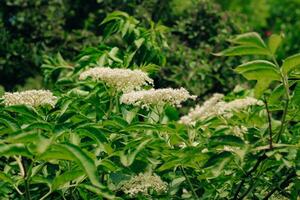 flowers of medicinal white Sambucus close-up photo