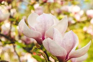 Pink magnolia flower close-up in botanical garden photo