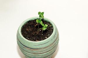 A pot with a house plant, planting a green seedling photo