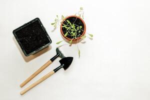 Garden hand tools, a pot with a seedling plant photo