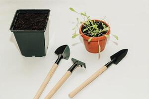 Garden hand tools, a pot with a seedling plant photo