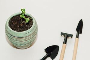 Garden hand tools, a pot with a seedling plant photo