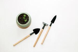 Garden hand tools, a pot with a seedling plant photo