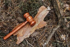 Judge's gavel on a tree in the bark, concept of forest law and nature protection photo