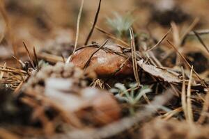 Edible mushroom with a brown cap Suillus luteus in an autumn fairy-tale forest photo