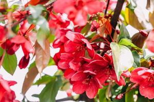 Blooming pink apple tree close-up, floral background photo