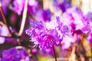 Plant bush purple rhododendron close up photo