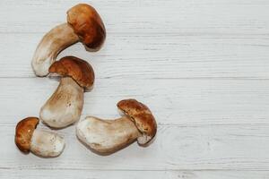 Boletus edulis on a table made of white boards preparation for eating photo