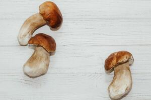 Boletus edulis on a table made of white boards preparation for eating photo
