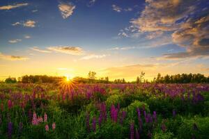 Sunrise or sunset on a field with purple lupines on a cloudy sky background in summer. photo
