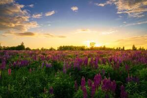 Sunrise or sunset on a field with purple lupines on a cloudy sky background in summer. photo