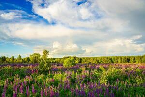 Sunrise or sunset on a field with purple lupines on a cloudy sky and birch trees in the background in summer. photo